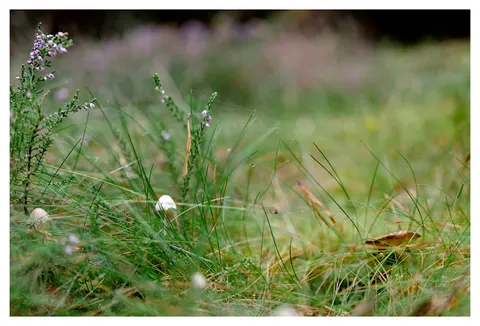 Photograph 6