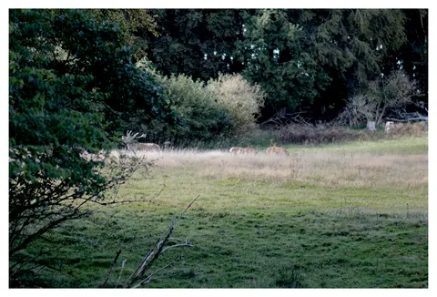 Photograph 1